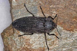 Thurntaxisia alexandri / Ohne deutschen Namen / Prachtkfer - Buprestidae - Polycestinae