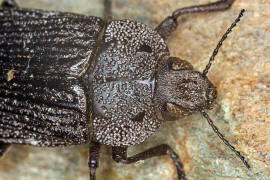 Thurntaxisia alexandri / Ohne deutschen Namen / Prachtkfer - Buprestidae - Polycestinae