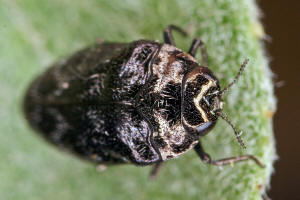 Trachys minutus / Gemeiner Zwergprachtkfer / Prachtkfer - Buprestidae - Agrilinae