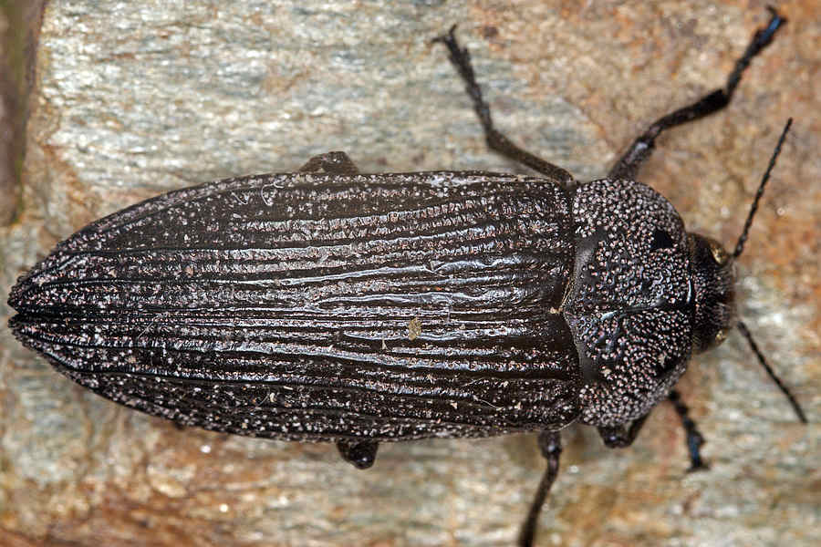 Thurntaxisia alexandri / Ohne deutschen Namen / Prachtkäfer - Buprestidae - Polycestinae