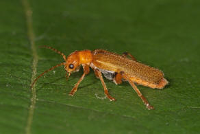 Cantharis cryptica / Ohne deutschen Namen / Weichkfer - Cantharidae