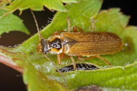 Cantharis decipiens / Ohne deutschen Namen / Weichkfer - Cantharidae