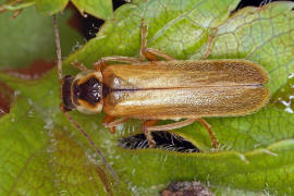 Cantharis decipiens / Ohne deutschen Namen / Weichkfer - Cantharidae