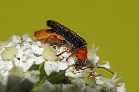 Cantharis fulvicollis / Ohne deutschen Namen / Weichkfer - Cantharidae