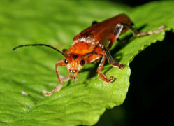 Cantharis livida / Variabler Weichkfer / Weichkfer - Cantharidae