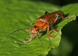 Cantharis livida / Variabler Weichkfer / Weichkfer - Cantharidae