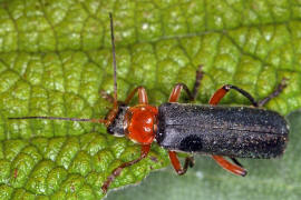 Cantharis pellucida / Rotschwarzer Weichkfer / Weichkfer - Cantharidae