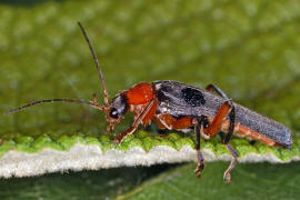 Cantharis pellucida / Rotschwarzer Weichkfer / Weichkfer - Cantharidae