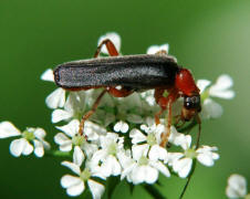 Cantharis pellucida / Rotschwarzer Weichkfer / Weichkfer - Cantharidae