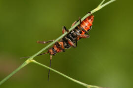 Cantharis rustica  / Ohne deutschen Namen / Weichkfer - Cantharidae