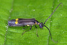 Malthodes marginatus / Gerandeter Fliegenkfer / Weichkfer - Cantharidae - Malthininae