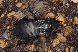 Abax parallelepipedus / Groer Breitkfer / Laufkfer - Carabidae