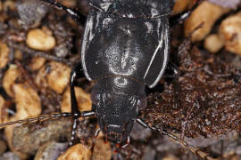 Abax parallelepipedus / Groer Breitkfer / Laufkfer - Carabidae