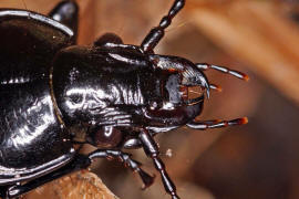 Abax parallelepipedus / Groer Breitkfer / Laufkfer - Carabidae