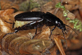 Abax parallelepipedus / Groer Breitkfer / Laufkfer - Carabidae