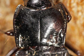 Abax parallelus / Paralleler Breitlufer / Laufkfer - Carabidae - Harpalinae