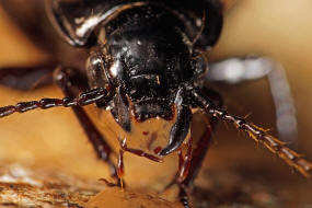 Abax parallelus / Paralleler Breitlufer / Laufkfer - Carabidae - Harpalinae