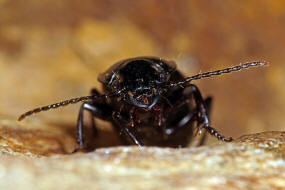 Abax parallelus / Paralleler Breitlufer / Laufkfer - Carabidae - Harpalinae