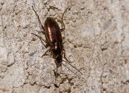 Agonum muelleri / Acker-Glanzflachlufer / Laufkfer - Carabidae - Harpalinae