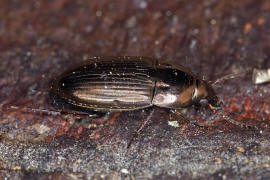 Amara aenea / Erz-Kanalkfer / Laufkfer - Carabidae