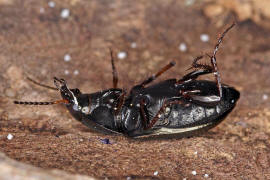 Amara aenea / Erz-Kanalkfer / Laufkfer - Carabidae