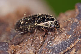 Amara aenea / Erz-Kanalkfer / Laufkfer - Carabidae