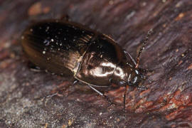 Amara aenea / Erz-Kanalkfer / Laufkfer - Carabidae