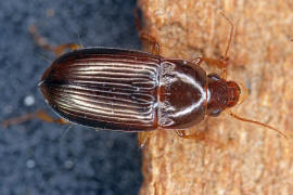 Amara bifrons / Brauner Punkthals-Kamellufer/ Laufkfer - Carabidae - Harpalinae