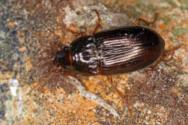 Amara bifrons / Brauner Punkthals-Kamellufer/ Laufkfer - Carabidae - Harpalinae