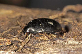 Amara ovata / Ovaler Kanallufer / Ovaler Kanalkfer / Laufkfer - Carabidae - Harpalinae