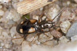 Bembidion illigeri (syn. Bembidion tetragrammum) / Glatter Ahlenlufer / Laufkfer - Carabidae