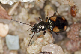 Bembidion illigeri (syn. Bembidion tetragrammum) / Glatter Ahlenlufer / Laufkfer - Carabidae