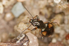 Bembidion illigeri (syn. Bembidion tetragrammum) / Glatter Ahlenlufer / Laufkfer - Carabidae