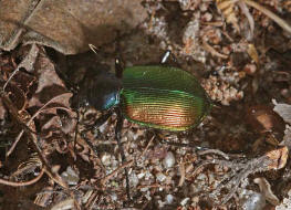 Calosoma sycophanta / Groer Puppenruber / Laufkfer - Carabidae