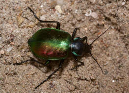 Calosoma sycophanta / Groer Puppenruber / Laufkfer - Carabidae