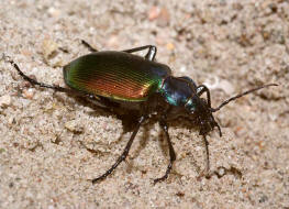 Calosoma sycophanta / Groer Puppenruber / Laufkfer - Carabidae