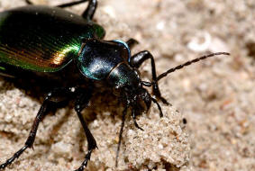 Calosoma sycophanta / Groer Puppenruber / Laufkfer - Carabidae