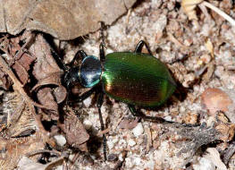 Calosoma sycophanta / Groer Puppenruber / Laufkfer - Carabidae