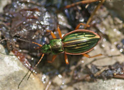 Carabus auratus / Goldlaufkfer / Laufkfer - Carabidae - Carabinae