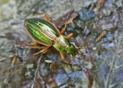 Carabus auratus / Goldlaufkäfer / Laufkäfer - Carabidae - Carabinae