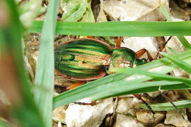 Carabus auratus / Goldlaufkäfer / Laufkäfer - Carabidae - Carabinae