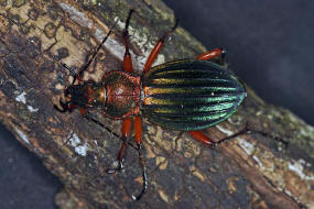 Carabus auronitens / Goldglnzender Laufkfer / Laufkfer - Carabidae - Carabinae