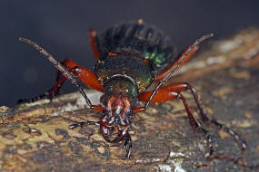 Carabus auronitens / Goldglnzender Laufkfer / Laufkfer - Carabidae - Carabinae