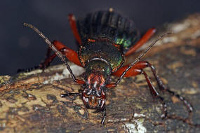 Carabus auronitens / Goldglnzender Laufkfer / Laufkfer - Carabidae - Carabinae