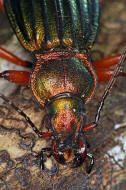 Carabus auronitens / Goldglnzender Laufkfer / Laufkfer - Carabidae - Carabinae