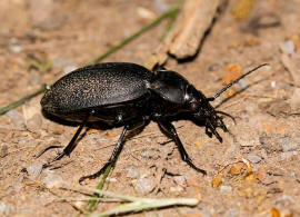 Carabus coriaceus / Lederlaufkfer / Laufkfer - Carabidae - Carabinae