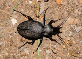 Carabus coriaceus / Lederlaufkfer / Laufkfer - Carabidae - Carabinae