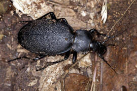 Carabus coriaceus / Lederlaufkfer / Laufkfer - Carabidae - Carabinae