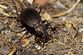 Carabus linnei / Harz-Laufkfer / Bergwaldlaufkfer / Laufkfer - Carabidae - Carabinae