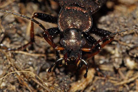 Carabus linnei / Harz-Laufkfer / Bergwaldlaufkfer / Laufkfer - Carabidae - Carabinae